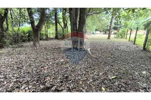 ¡Terreno en Alquiler con Árboles y Sombra Natural! — foto 4