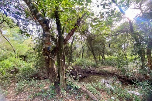 Vendo terreno en Arroyos y Esteros