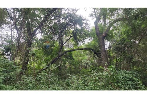 Terreno en ypacarai mbocajaty 2957 m2 — foto 3