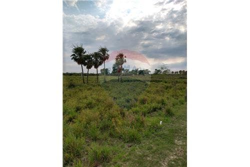 353 hectareas en villa oliva — foto 2