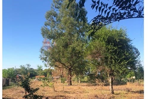 terreno en el Chaco - Benjamín Aceval — foto 3