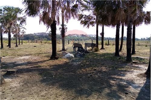 Vendo Campo. Villa Hayes