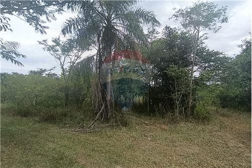 5 ha en caaguazu a orillas del rio tebycuary — foto 4
