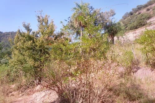 En venta terreno de 4 hectáreas en La Colmena, foto 3
