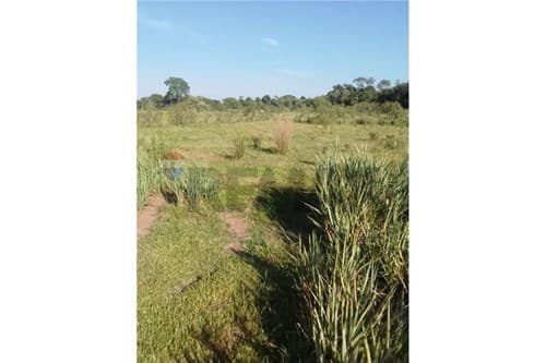 En venta 62 hectáreas en coronel bogado, foto 3