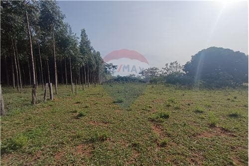 Campo de 8 hectáreas con arroyo en San Estanislao — foto 3