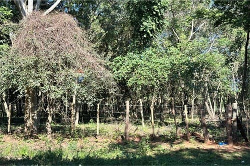 Vendo terreno en caacupé