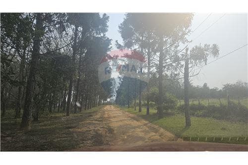Propiedad con arroyo, plantación de eucaliptos, foto 4