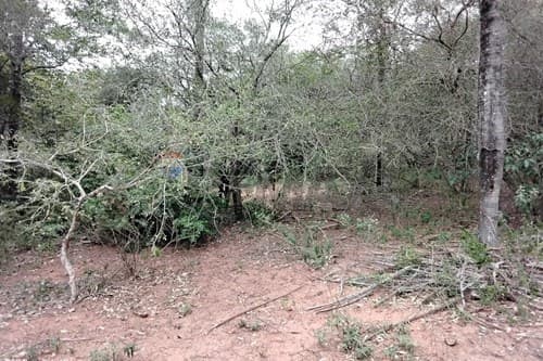 Terreno 6,3 Ha en Nueva Colombia — foto 5