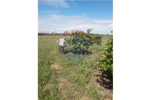 Vento Campo de 87 has, foto 2