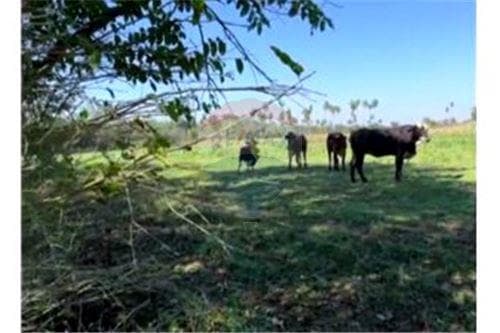 En venta campo o estancia en minga guazu — foto 2