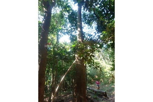 En venta terreno de 4 hectáreas en La Colmena, foto 1