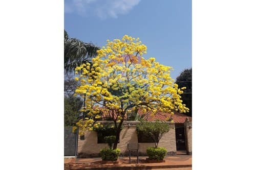 Casa en Luque — foto 1