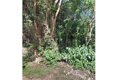 Terreno en Luque - primer barrio — foto principal