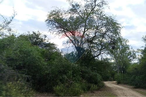 "Campo Virgen en Venta: 500ha en el Chaco Py" — foto 5