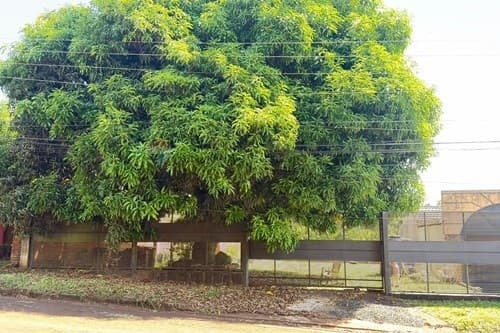 De terreno - obligado — foto 4