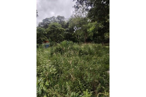 Terreno ruta Luque-limpio — foto 2
