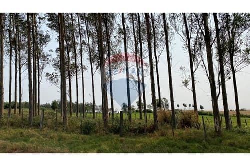 Campo en venta en Simón Bolívar — foto 4