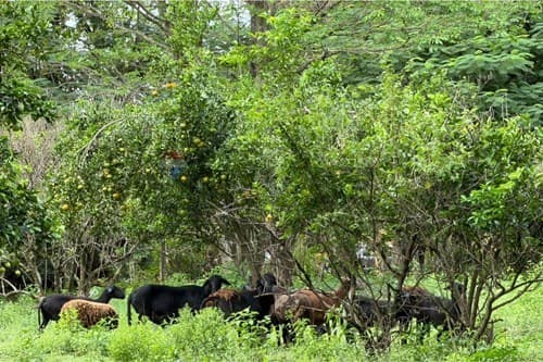 En venta finca agricola de 15 ha — foto 4