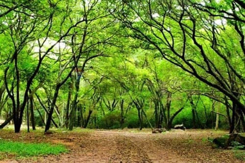 Alto parque un estilo de vida — foto 4