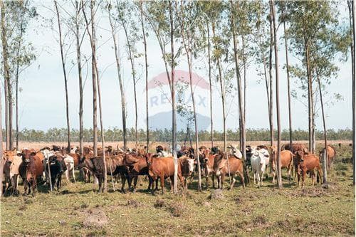 Campo en ybytymí — foto 5
