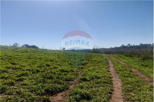 Alquler propiedad p/ cultivo y/o uso ganadero — foto 4