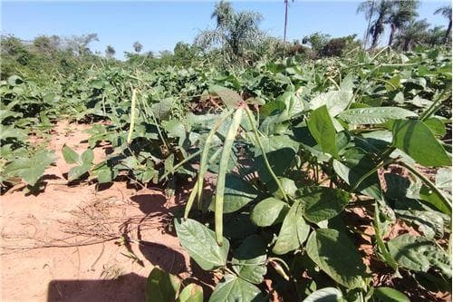 En venta 3,7 hectareas en nva colombia cordillera