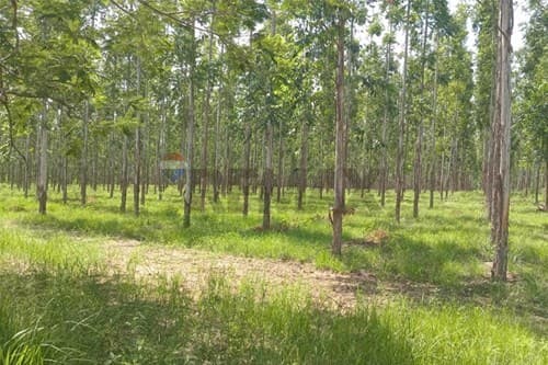 de propiedad rural, reforestaciòn — foto 5