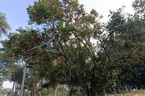 Terreno de 2.440m² en villeta — foto 5