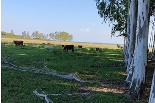 Estancia de 288 has en arroyos y esteros en venta — foto 5