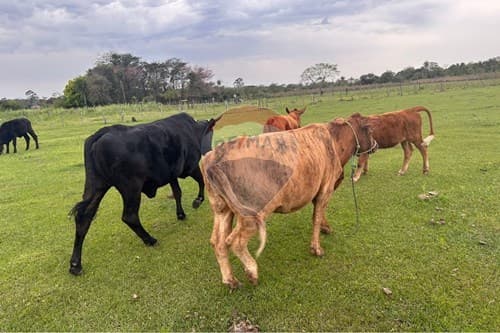 En venta–amplia propiedad en benjamín aceval — foto principal