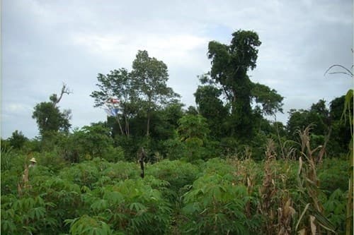 🌿 74 Hectares of Opportunity to Invest, Produce, and Grow, foto 2