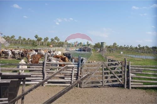 Estancia de 731 hectareas en pte hayes