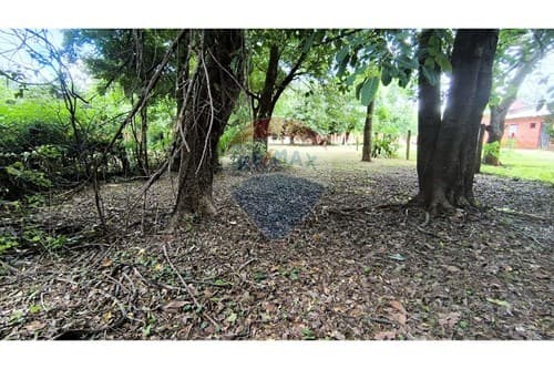 ¡Terreno en Alquiler con Árboles y Sombra Natural! — foto 3