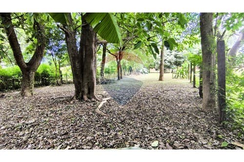¡Terreno en Alquiler con Árboles y Sombra Natural! — foto 2