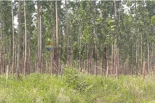de propiedad rural, reforestaciòn — foto 4