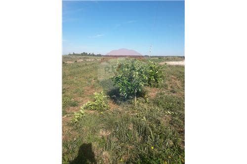 Vento Campo de 87 has, foto 4