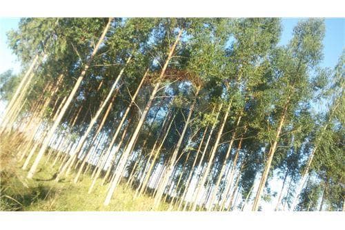 18 Hectares de pura naturaleza, apto para pastoreo — foto 2