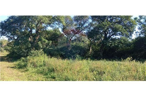 15 hectáreas en venta - Ruta Luque Sanber — foto 4
