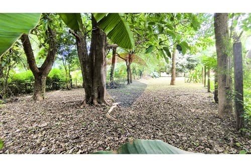 ¡Terreno en Alquiler con Árboles y Sombra Natural! — foto 5