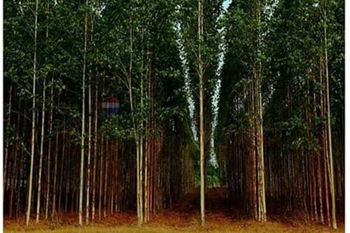 Venta de propiedad rural, reforestaciòn