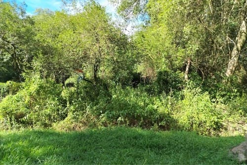 Oportunidad de terreno en Luque — foto 2