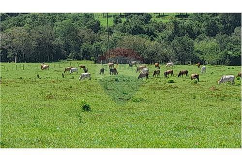 Estancia Ganadera en Trinidad Itapua — foto 5