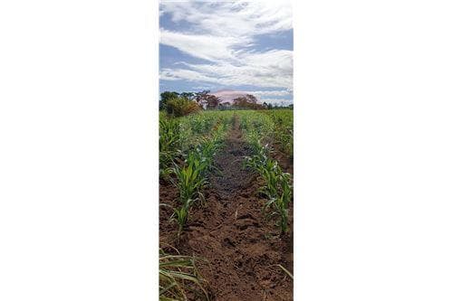 vendoTerreno de 70 hectáreas -MBUYAPEY-PARAGUARI — foto 5