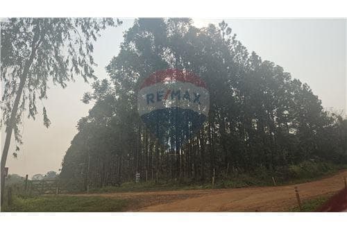Propiedad con arroyo, plantación de eucaliptos — foto 5