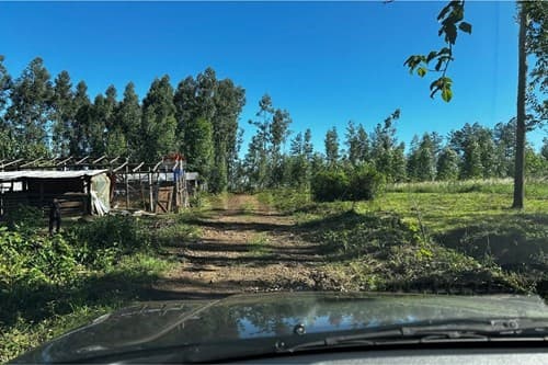 Hermoso campo eucaliptal en capitan miranda — foto 5