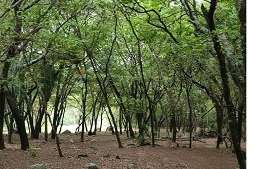 Terreno en PARQUE ALTO, Ypacaraí — foto 3