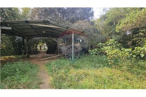 55 hectareas con casa amoblada y eucalipto — foto 5
