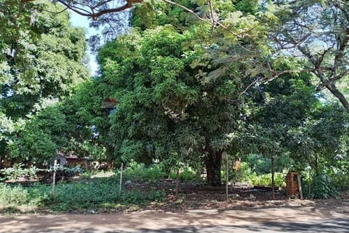 Terreno Ideal en Capiatá: Tu Sueño a Un Paso — foto 3