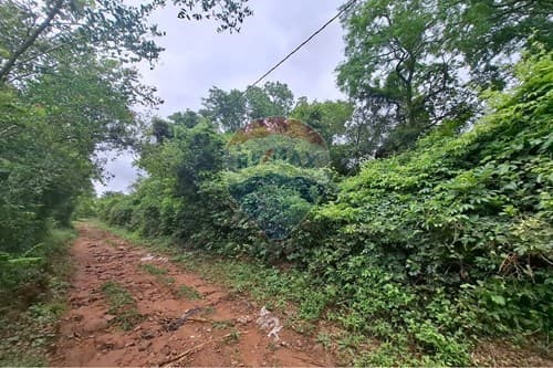 1.8 has camino Luque - San Bernardino — foto 2